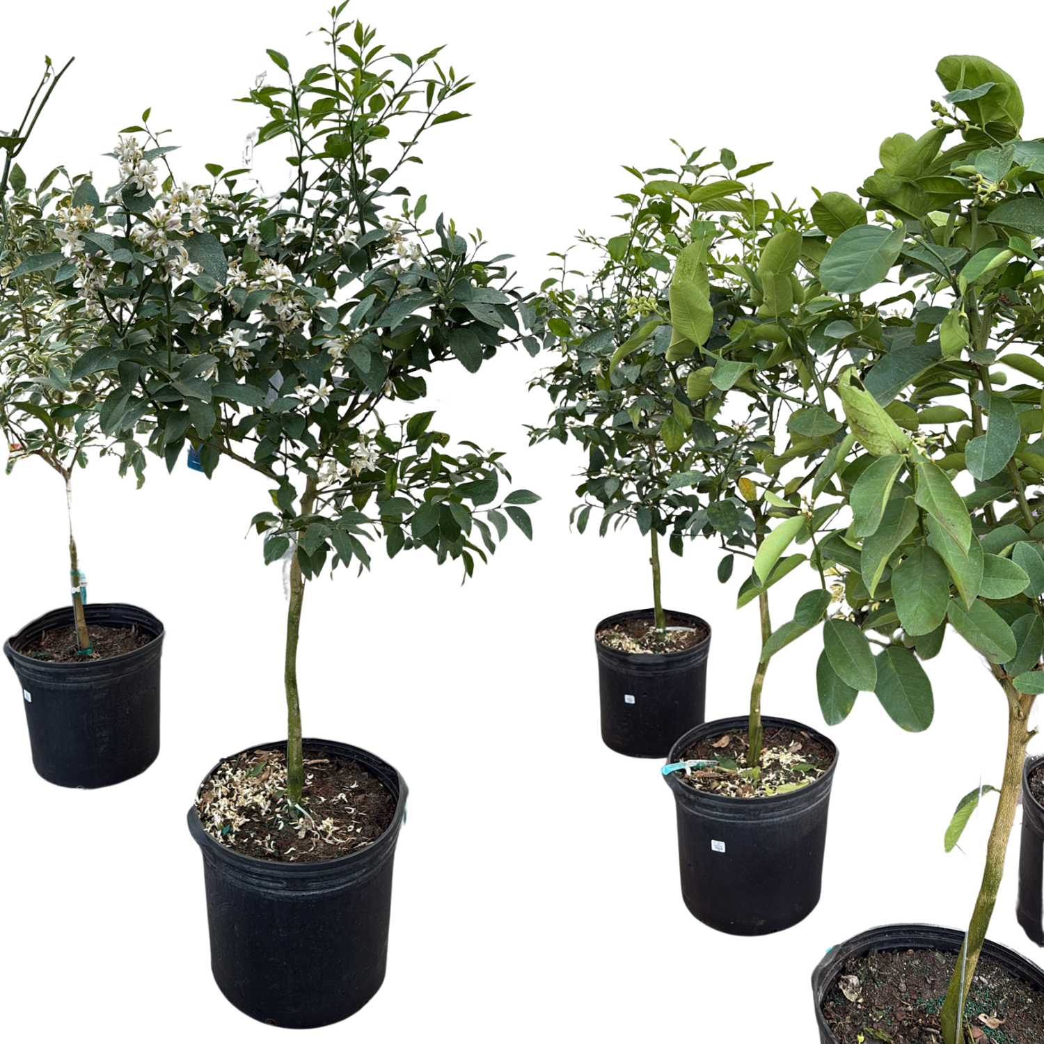 Large Fruiting Citrus Trees – 5ft+ Tall – 10 Gallon Pot — Anga's